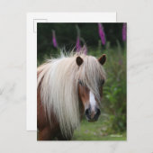 Bob Langrish | Pony-Headshot von Shetland mit Blum Postkarte (Vorne/Hinten)