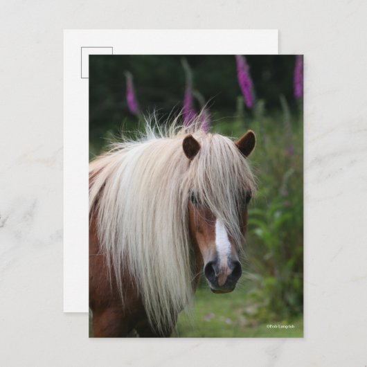 Bob Langrish | Pony-Headshot von Shetland mit Blum Postkarte (Vorne/Hinten)