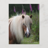 Bob Langrish | Pony-Headshot von Shetland mit Blum Postkarte (Vorderseite)