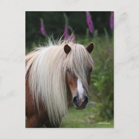 Bob Langrish | Pony-Headshot von Shetland mit Blum Postkarte (Vorderseite)