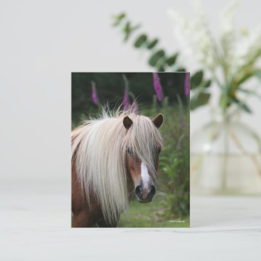 Bob Langrish | Pony-Headshot von Shetland mit Blum Postkarte (Stehend Vorderseite)
