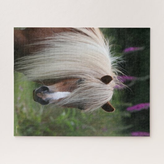 Bob Langrish | Pony-Headshot von Shetland mit Blum Puzzle (Horizontal)