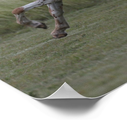 Bob Langrish | Pony of America Leaping Poster (Ecke)