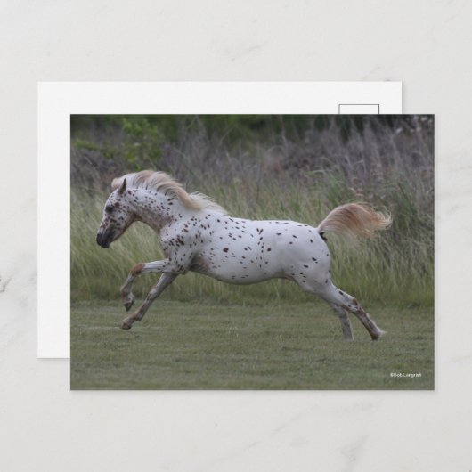 Bob Langrish | Pony of America Leaping Postkarte (Vorne/Hinten)