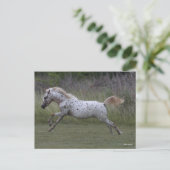 Bob Langrish | Pony of America Leaping Postkarte (Stehend Vorderseite)