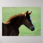 Bob Langrish | Quarter Horse Foal Backlit Poster (Vorne)