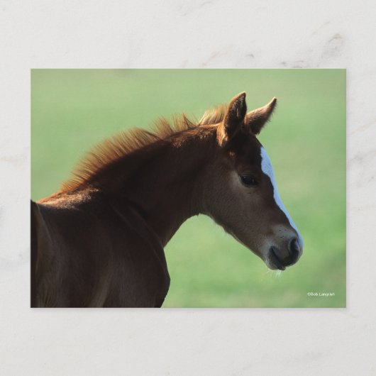 Bob Langrish | Quarter Horse Foal Backlit Postkarte (Vorderseite)