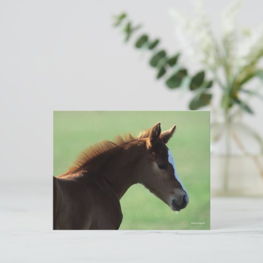 Bob Langrish | Quarter Horse Foal Backlit Postkarte (Stehend Vorderseite)
