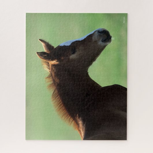 Bob Langrish | Quarter Horse Foal Backlit Puzzle (Vertikal)