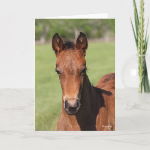 Bob Langrish Quarter Horse Foal Headshot Karte