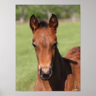 Bob Langrish   Quarter Horse Foal Headshot Poster