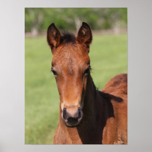 Bob Langrish | Quarter Horse Foal Headshot Poster (Vorne)