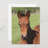 Bob Langrish | Quarter Horse Foal Headshot Postkarte (Vorne/Hinten)