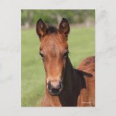 Bob Langrish | Quarter Horse Foal Headshot Postkarte (Vorderseite)