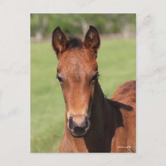 Bob Langrish | Quarter Horse Foal Headshot Postkarte (Vorderseite)