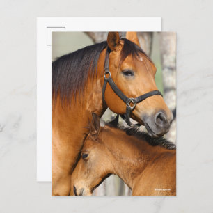 Bob Langrish Quarter Horse Mare and Foal Headshot Postkarte