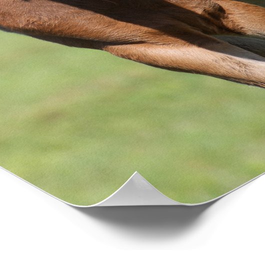 Bob Langrish | Quarter Horse Mare and Foal Poster (Ecke)