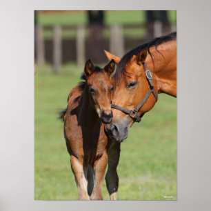 Bob Langrish   Quarter Horse Mare and Foal Poster