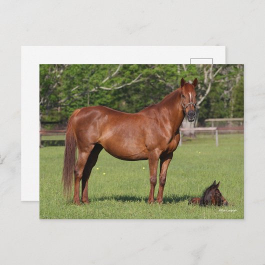 Bob Langrish Quarter Horse Mare and Foal Standing Postkarte (Vorne/Hinten)