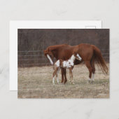 Bob Langrish | Quarter Horse Mare and Paint Foal Postkarte (Vorne/Hinten)