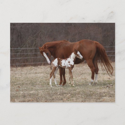 Bob Langrish | Quarter Horse Mare and Paint Foal Postkarte (Vorderseite)