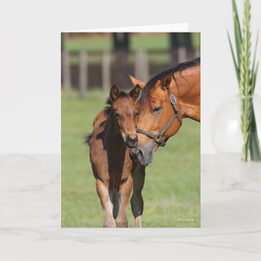Bob Langrish Quarter Horse Mare und Foal Cuddling Karte (Vorderseite)