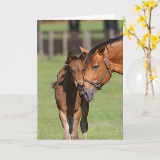 Bob Langrish Quarter Horse Mare und Foal Cuddling Karte (Gelbe Blume)