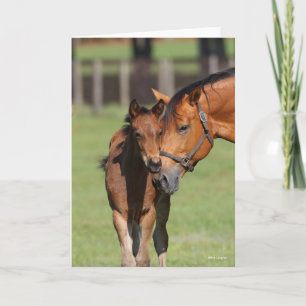 Bob Langrish Quarter Horse Mare und Foal Cuddling Karte