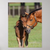 Bob Langrish Quarter Horse Mare und Foal Cuddling Poster (Vorne)