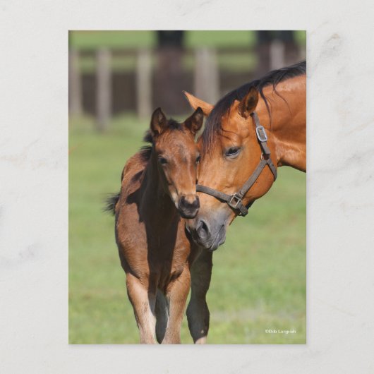 Bob Langrish Quarter Horse Mare und Foal Cuddling Postkarte (Vorderseite)