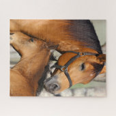 Bob Langrish Quarter Horse Mare und Foal Headshot Puzzle (Horizontal)