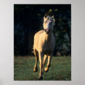 Bob Langrish | Reitpferd von Palomino Poster (Vorne)