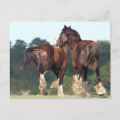 Bob Langrish | Reitpferde Postkarte (Vorderseite)