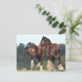 Bob Langrish | Reitpferde Postkarte (Stehend Vorderseite)