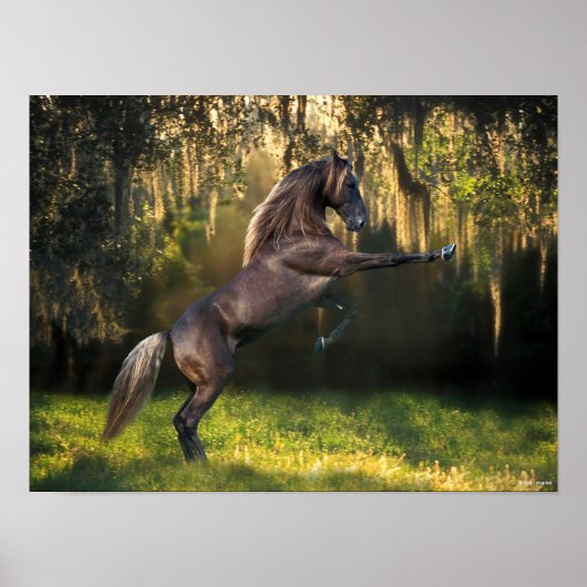 Bob Langrish | Rocky Mountain Horaring Poster (Vorne)