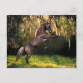 Bob Langrish | Rocky Mountain Horaring Postkarte (Vorderseite)