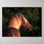 Bob Langrish | Rocky Mountain Horse Headshot Poster (Vorne)