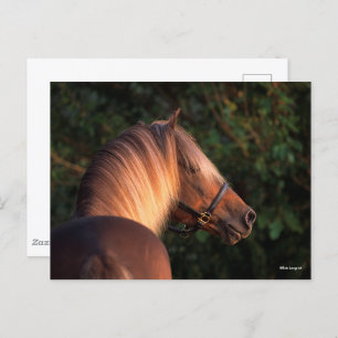 Bob Langrish   Rocky Mountain Horse Headshot Postkarte