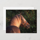 Bob Langrish | Rocky Mountain Horse Headshot Postkarte (Vorne/Hinten)