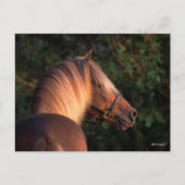 Bob Langrish | Rocky Mountain Horse Headshot Postkarte (Vorderseite)