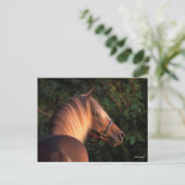 Bob Langrish | Rocky Mountain Horse Headshot Postkarte (Stehend Vorderseite)