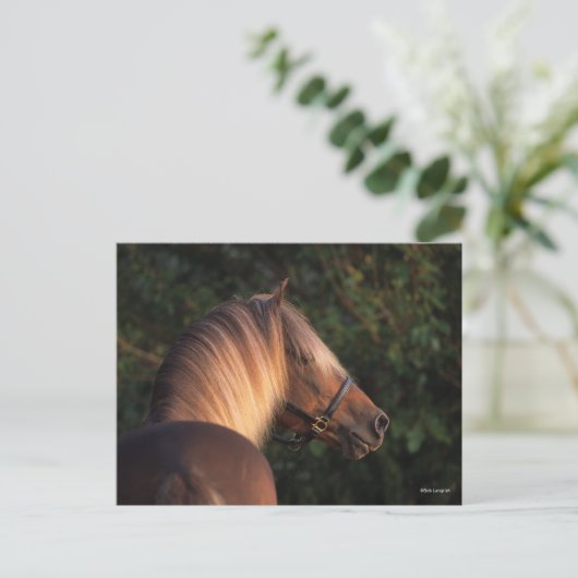 Bob Langrish | Rocky Mountain Horse Headshot Postkarte (Stehend Vorderseite)