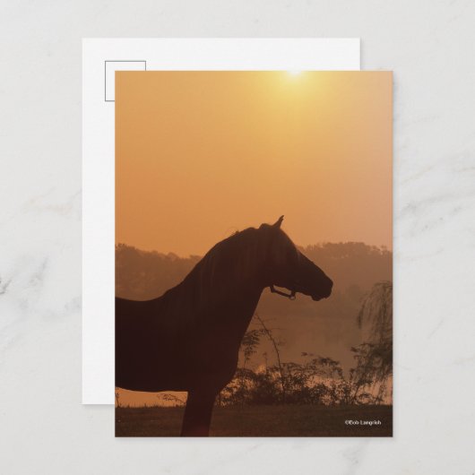 Bob Langrish | Rocky Mountain Horse Silhouette Postkarte (Vorne/Hinten)