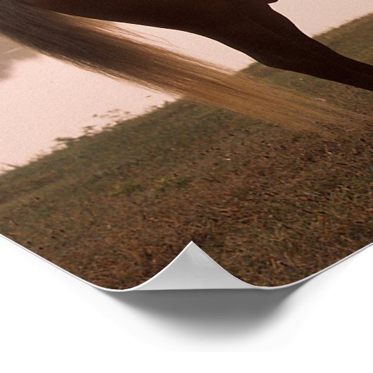 Bob Langrish Rocky Mountain Pferd Stehend Backlit Poster (Ecke)