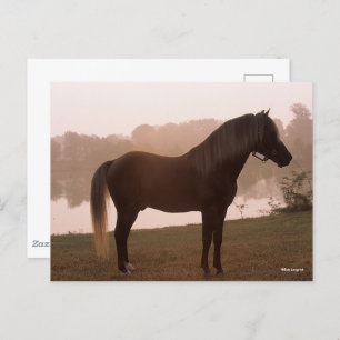 Bob Langrish Rocky Mountain Pferd Stehend Backlit Postkarte