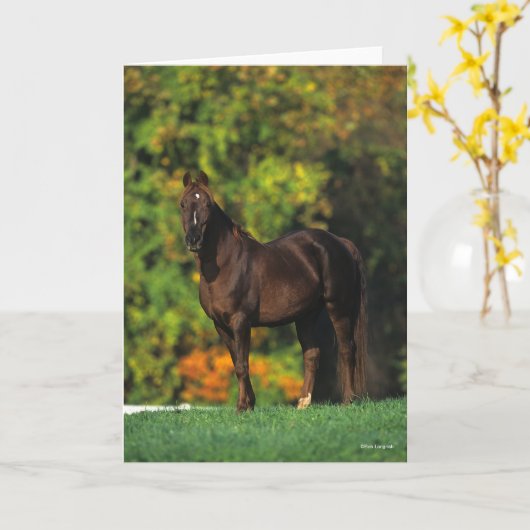 Bob Langrish Rocky Mountain Pferd Stehend Herbst Karte (Gelbe Blume)