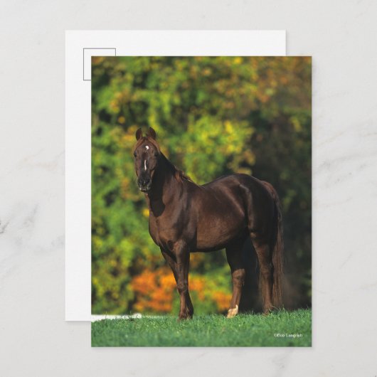 Bob Langrish Rocky Mountain Pferd Stehend Herbst Postkarte (Vorne/Hinten)