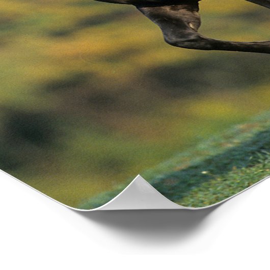 Bob Langrish | Rocky Mountain Pferde Herbst Poster (Ecke)