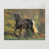 Bob Langrish | Rocky Mountain Pferde Herbst Postkarte (Vorderseite)