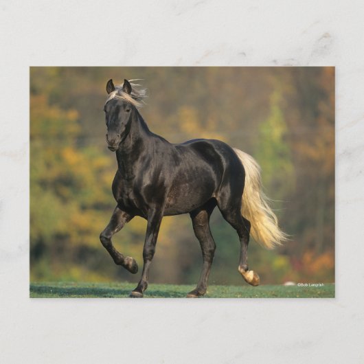 Bob Langrish | Rocky Mountain Pferde Herbst Postkarte (Vorderseite)